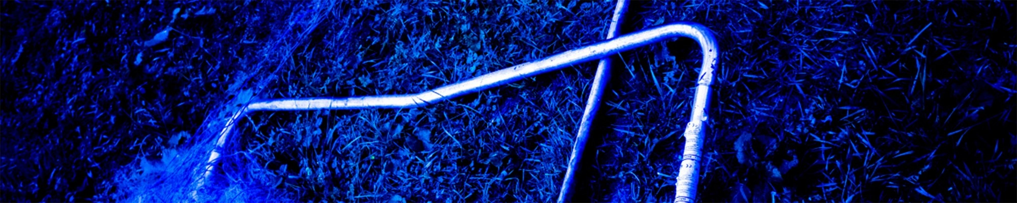 Białą nocą urodziły się szczenięta